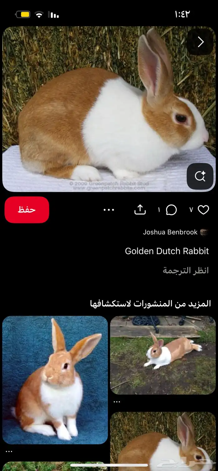 أرنب Golden dutch 2