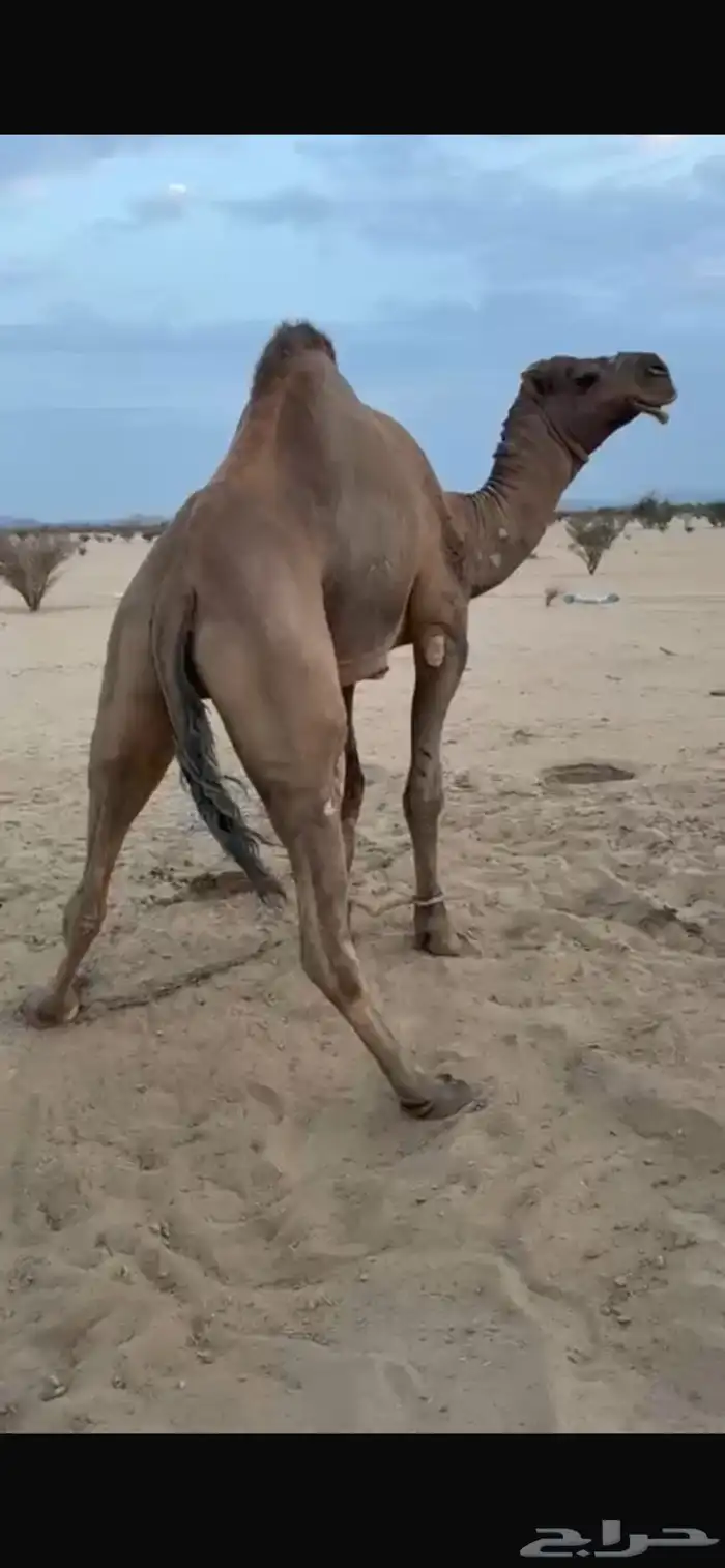 بعير حمر للبيع طيب ماعندي له انتاج ولا صوره ونرجو عدم بخس 0