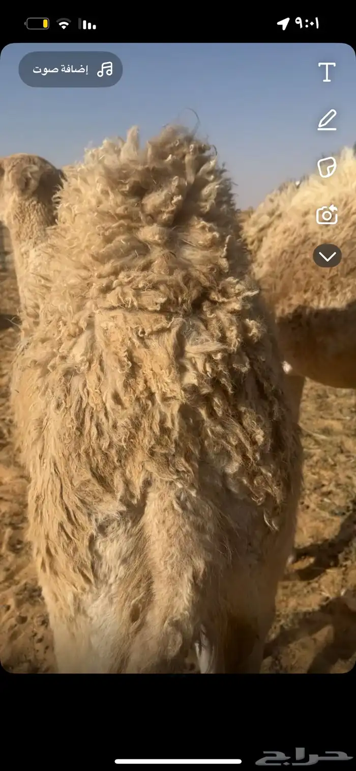 للبيع بكره و قعود السوم 4. والبيع قريب 2