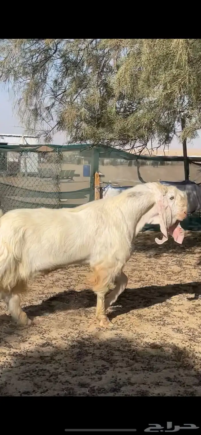 تيس مصري اجم شرط القريع 0