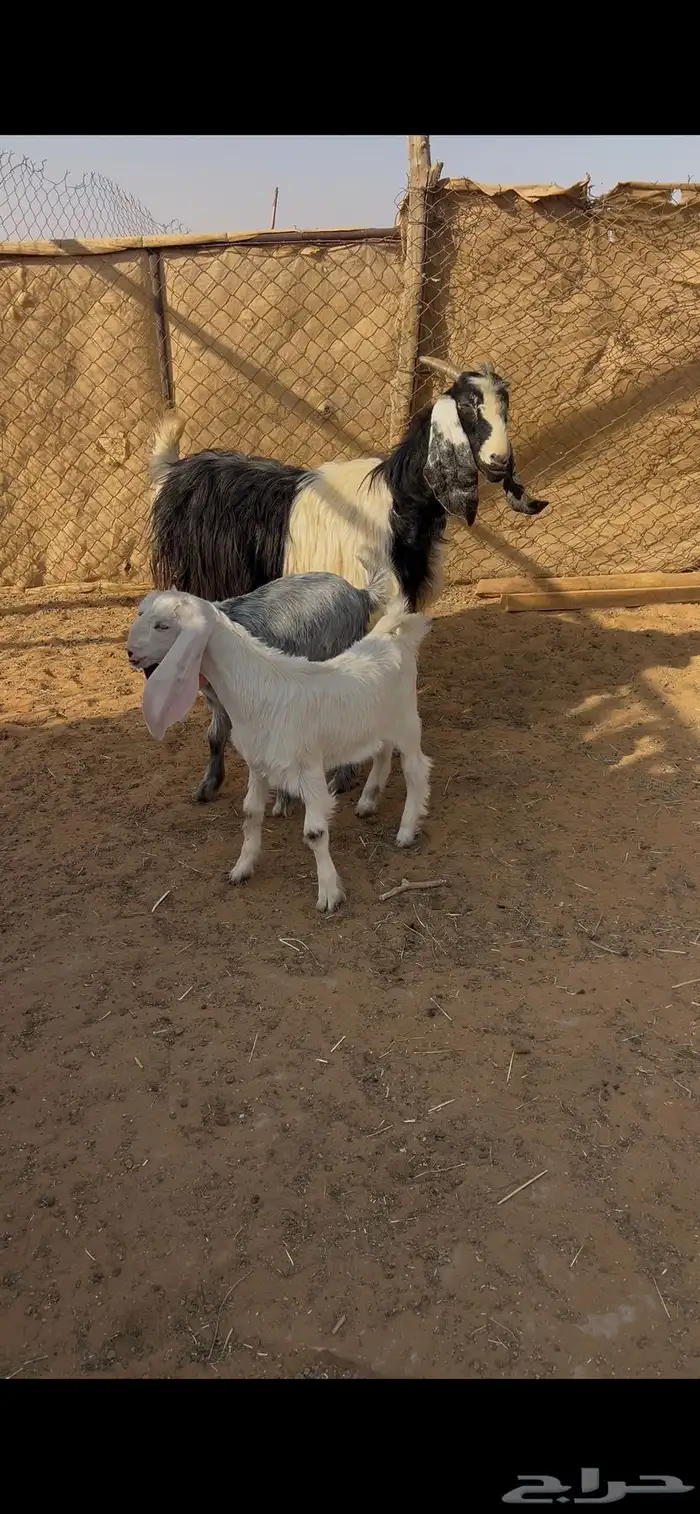 عنز حليب طيبه معها تيوس دواغير 3