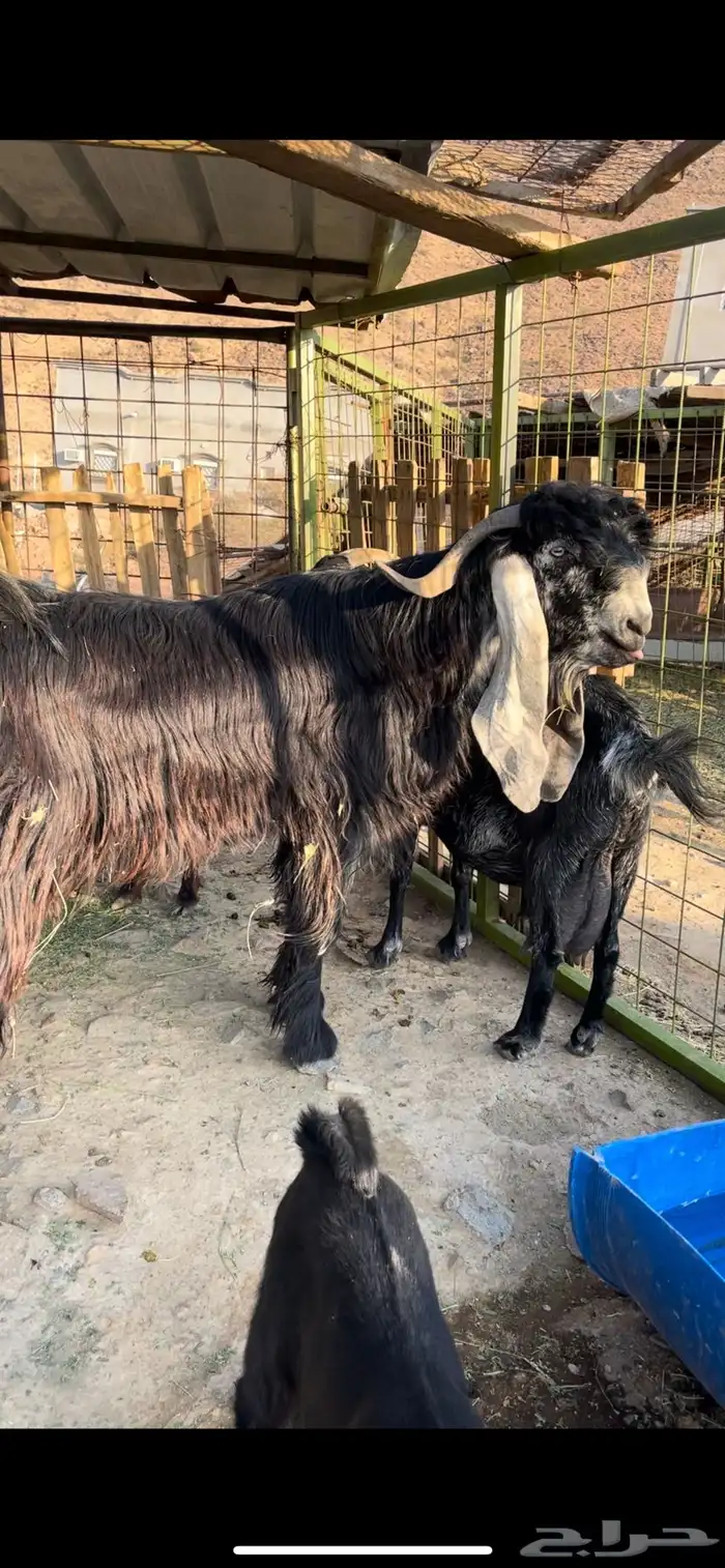 تيس فحل عارضي صنف 1