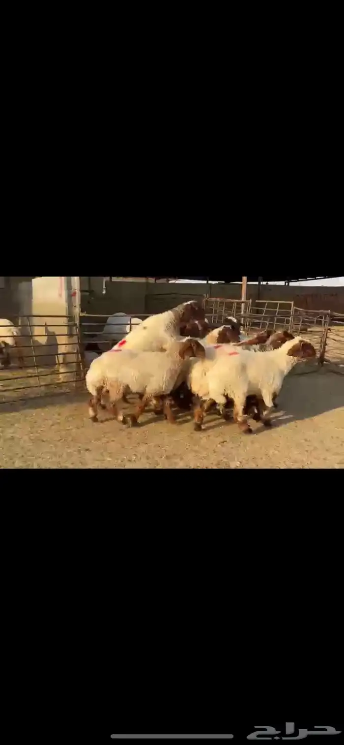 جذعات نعيم مضاريع 9