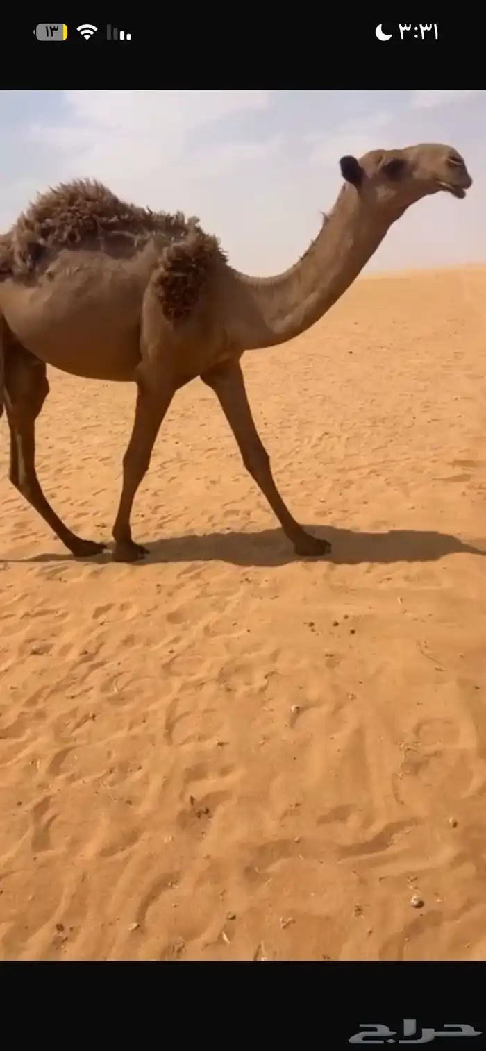 اعرض لك قعدان وبكره 4