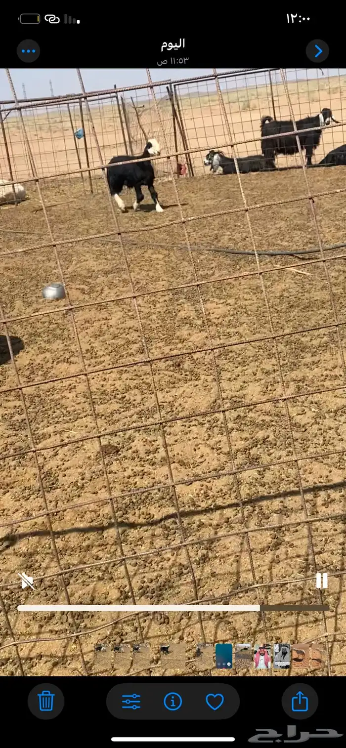 خروف نجدي تربيه 3