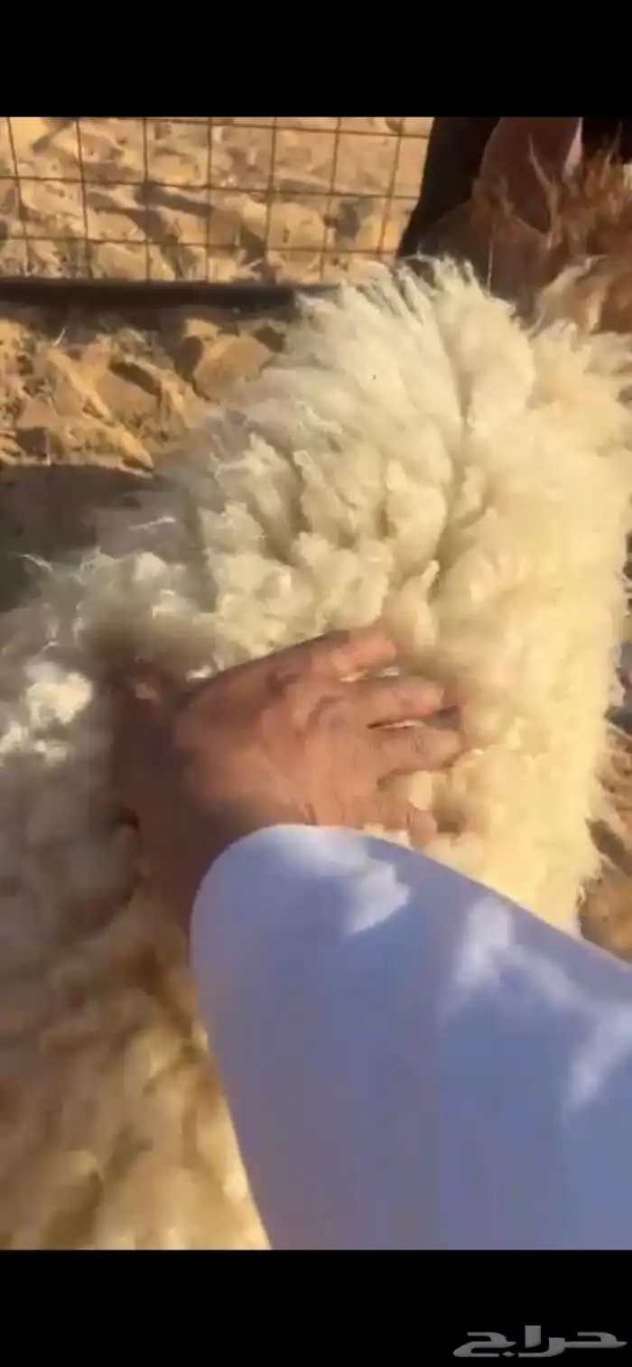 للبيع طليان نعيم 2