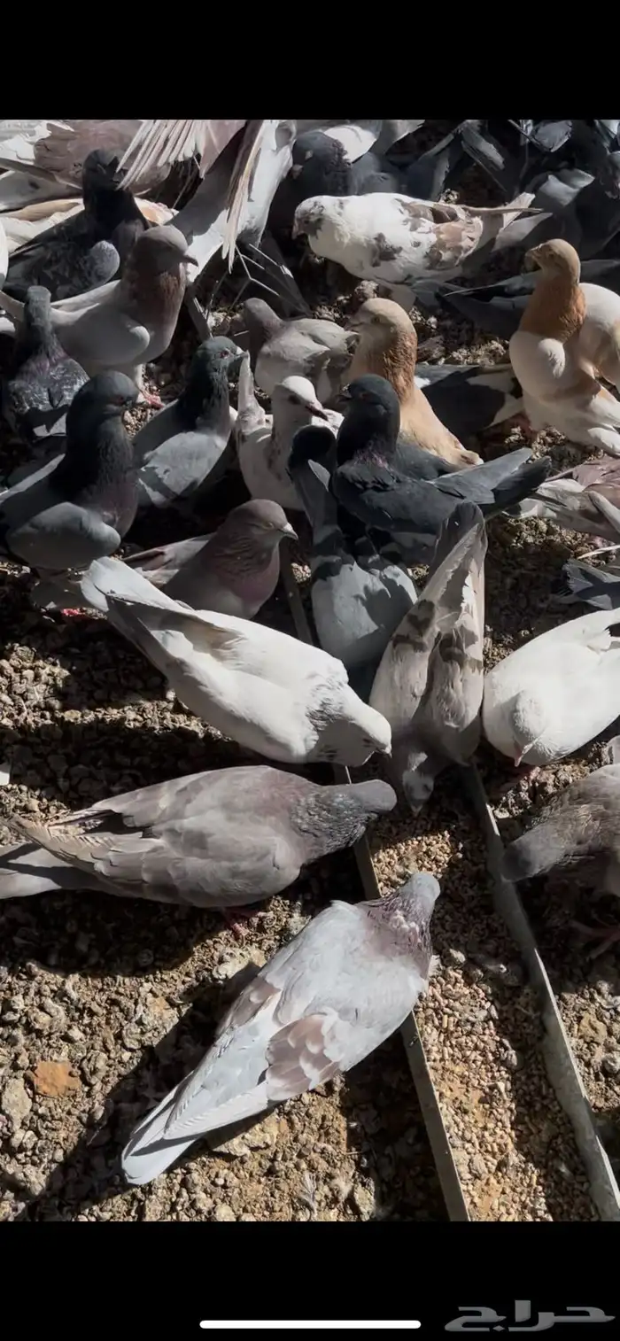 للبيع حمام زاجل وفرنسي ورقصي 2