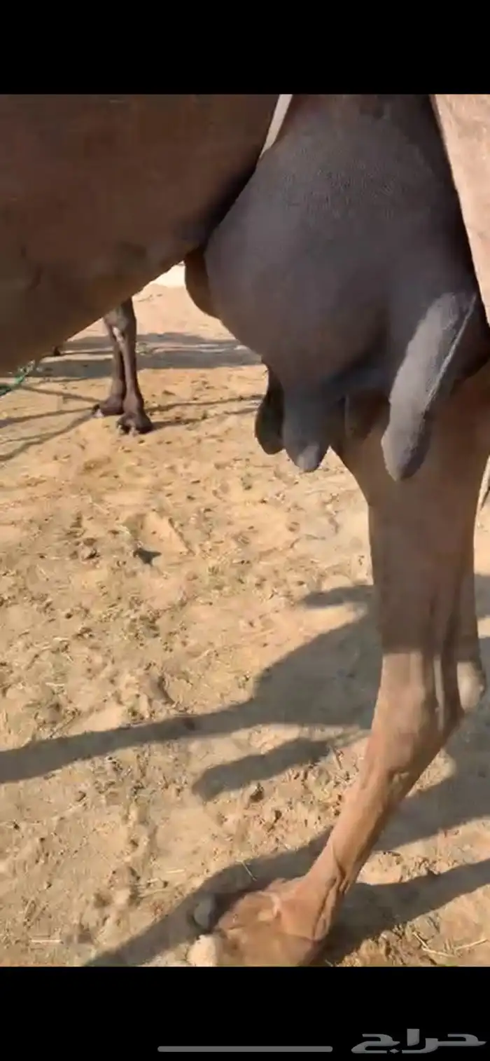 مجهم عشرا ضروبه 1