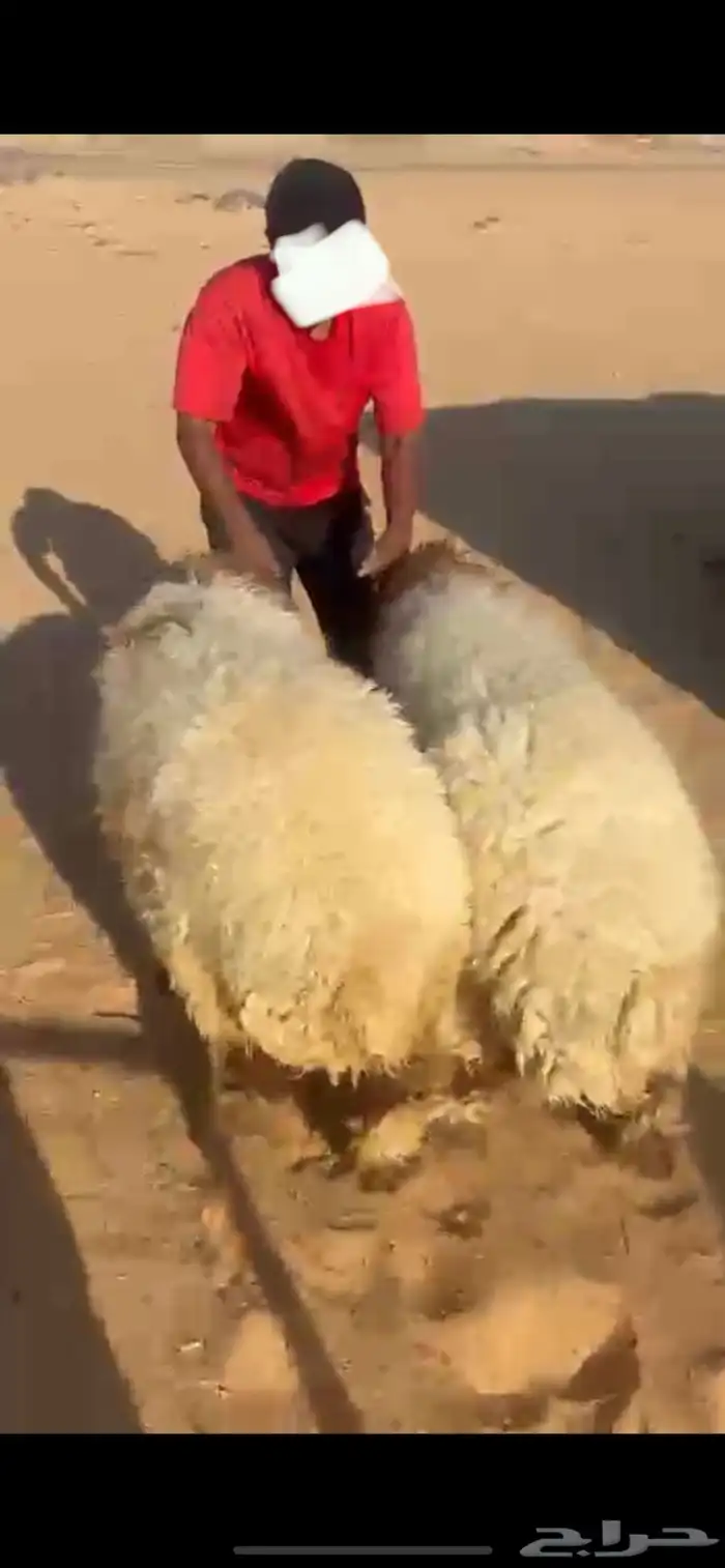 للبيع طليان نعيم 0