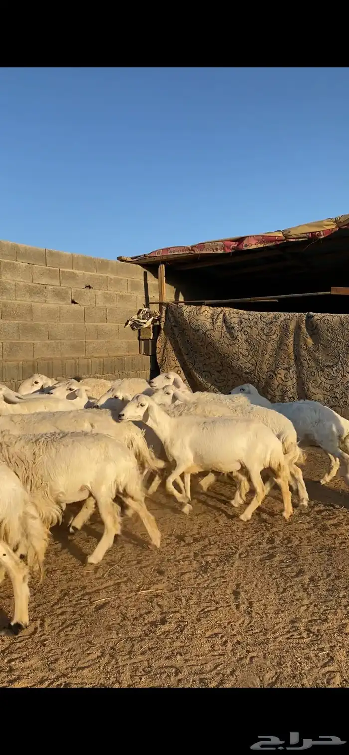 ارخال حررش 2