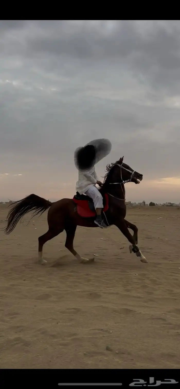حصان ركوب 0