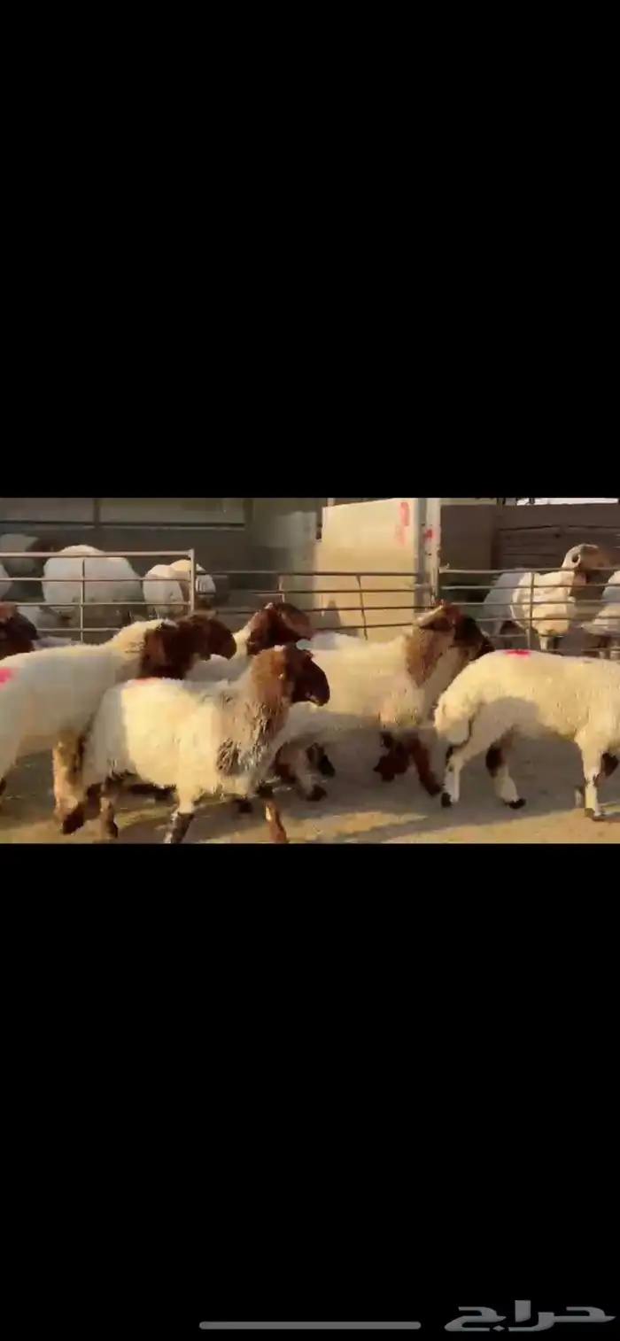 جذعات نعيم مضاريع 7