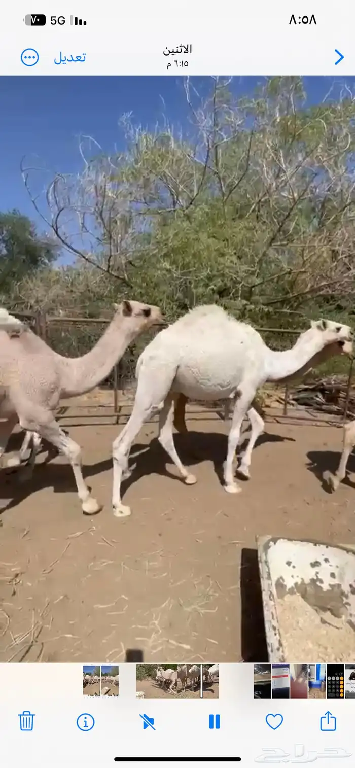 قعدان للبيع كفو بلدي 0