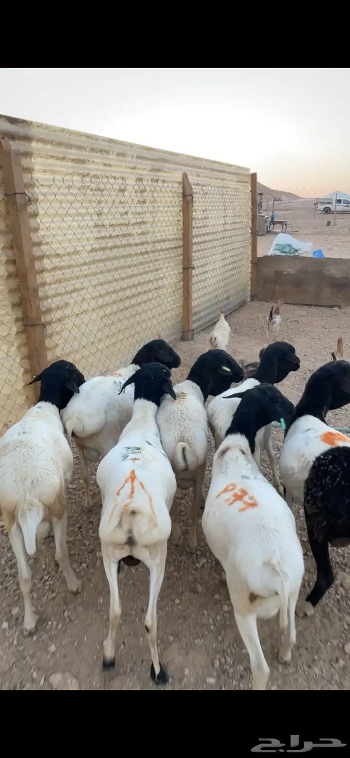 بربري مرابي جذعان برابر 2