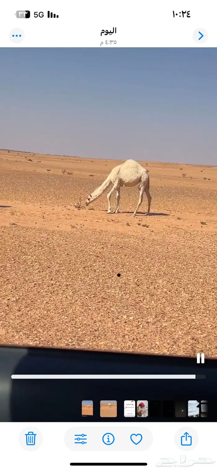 للبيع البكرة الرمانية 0