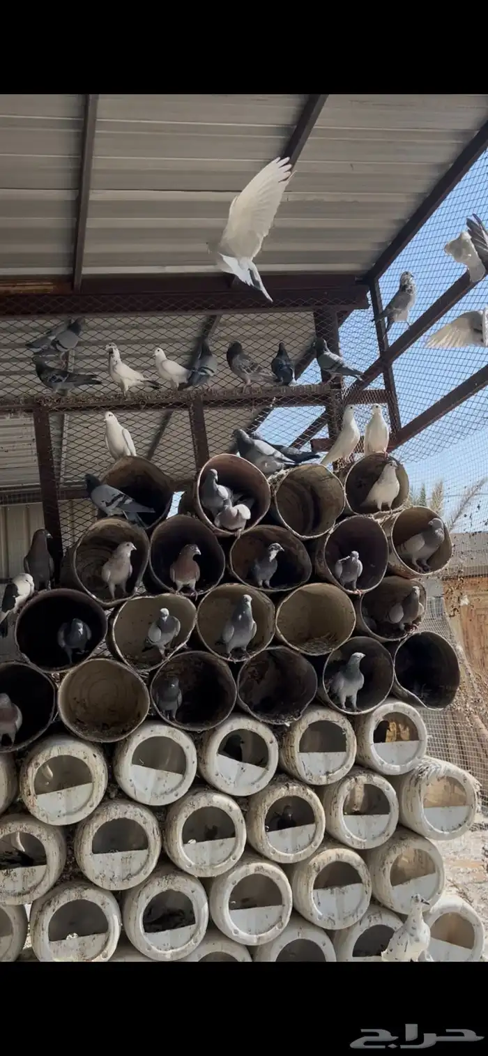 للبيع حمام زاجل وفرنسي ورقصي 0