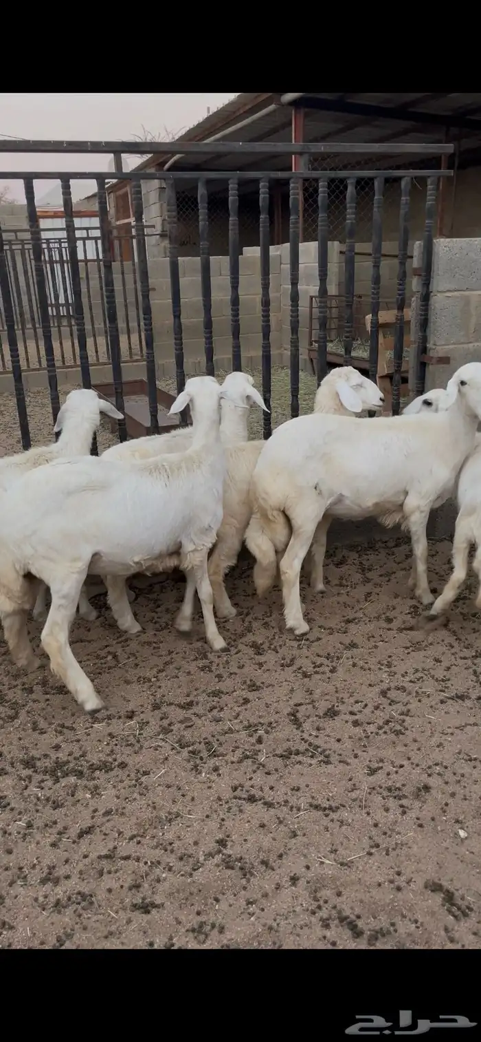 رخال صنف تم البيع 3