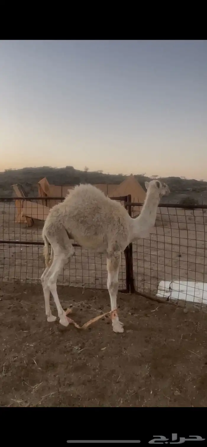 قعدان تربيه 0