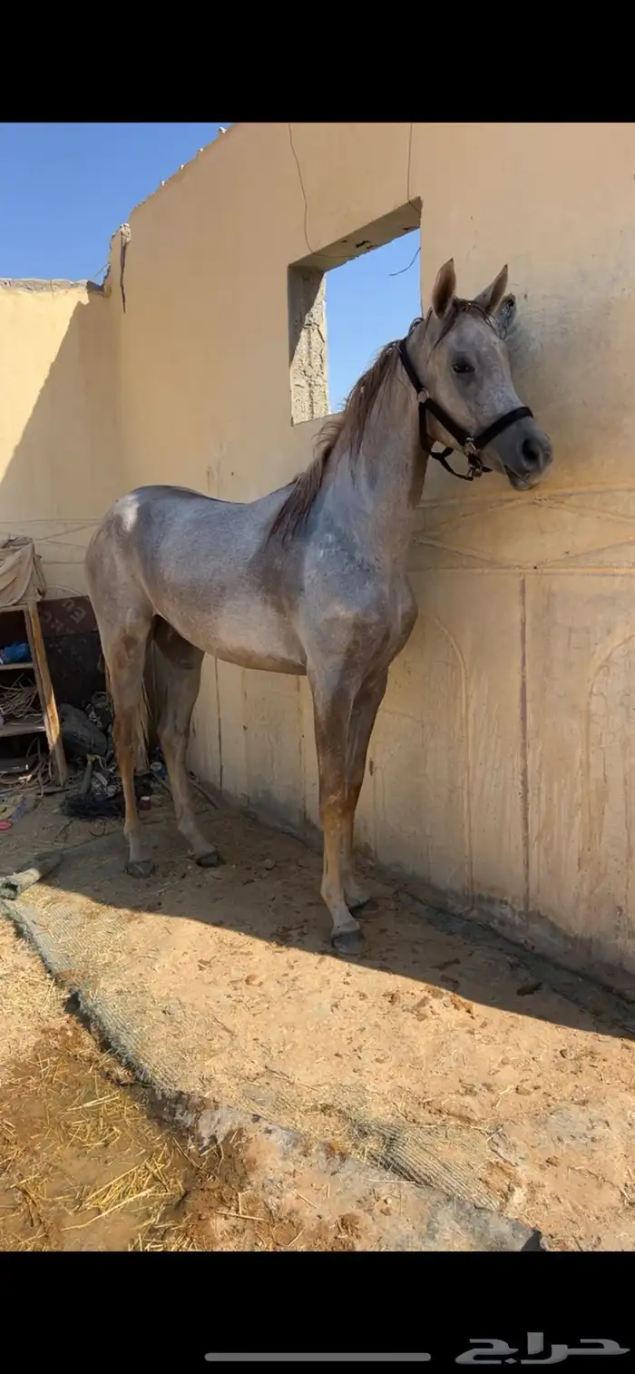 مهره شعبيه 0