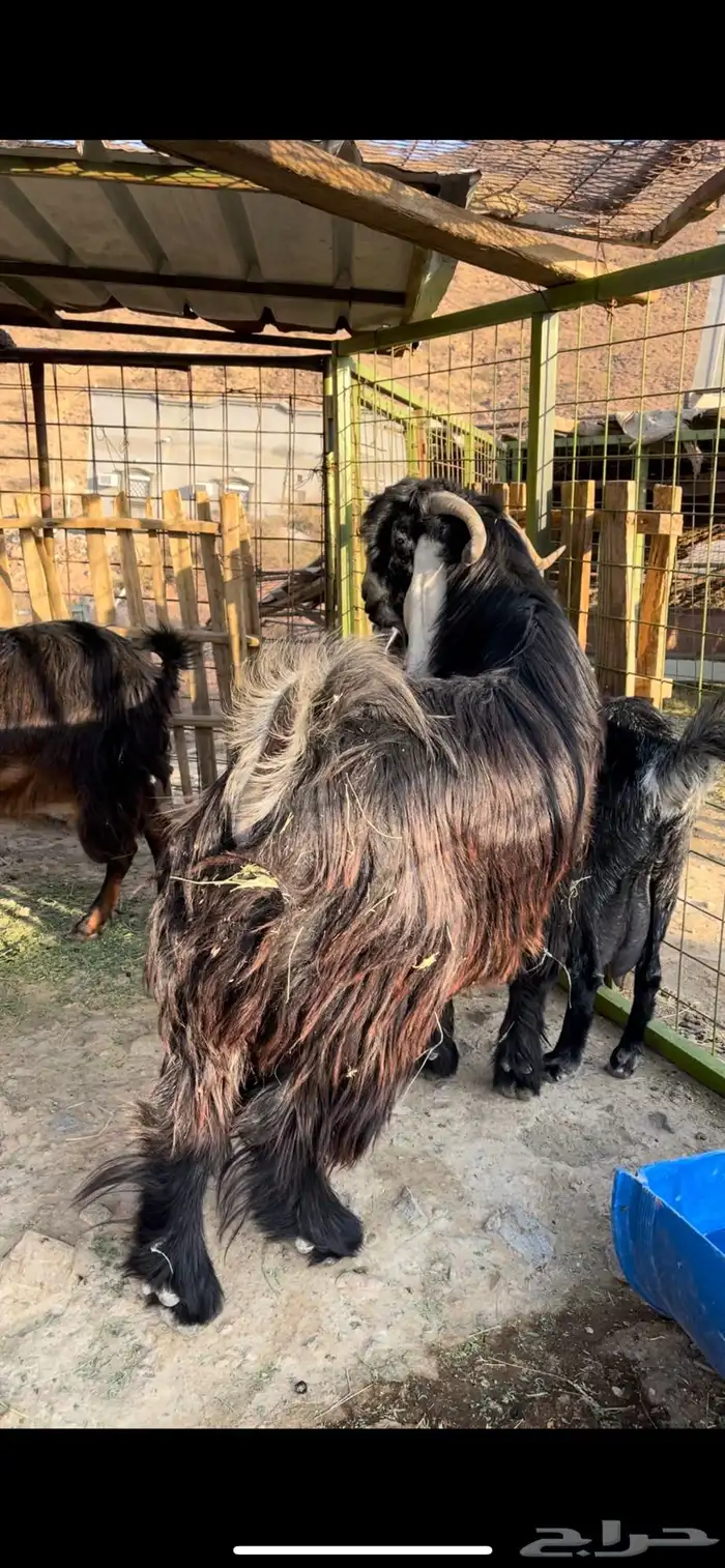 تيس فحل عارضي صنف 2