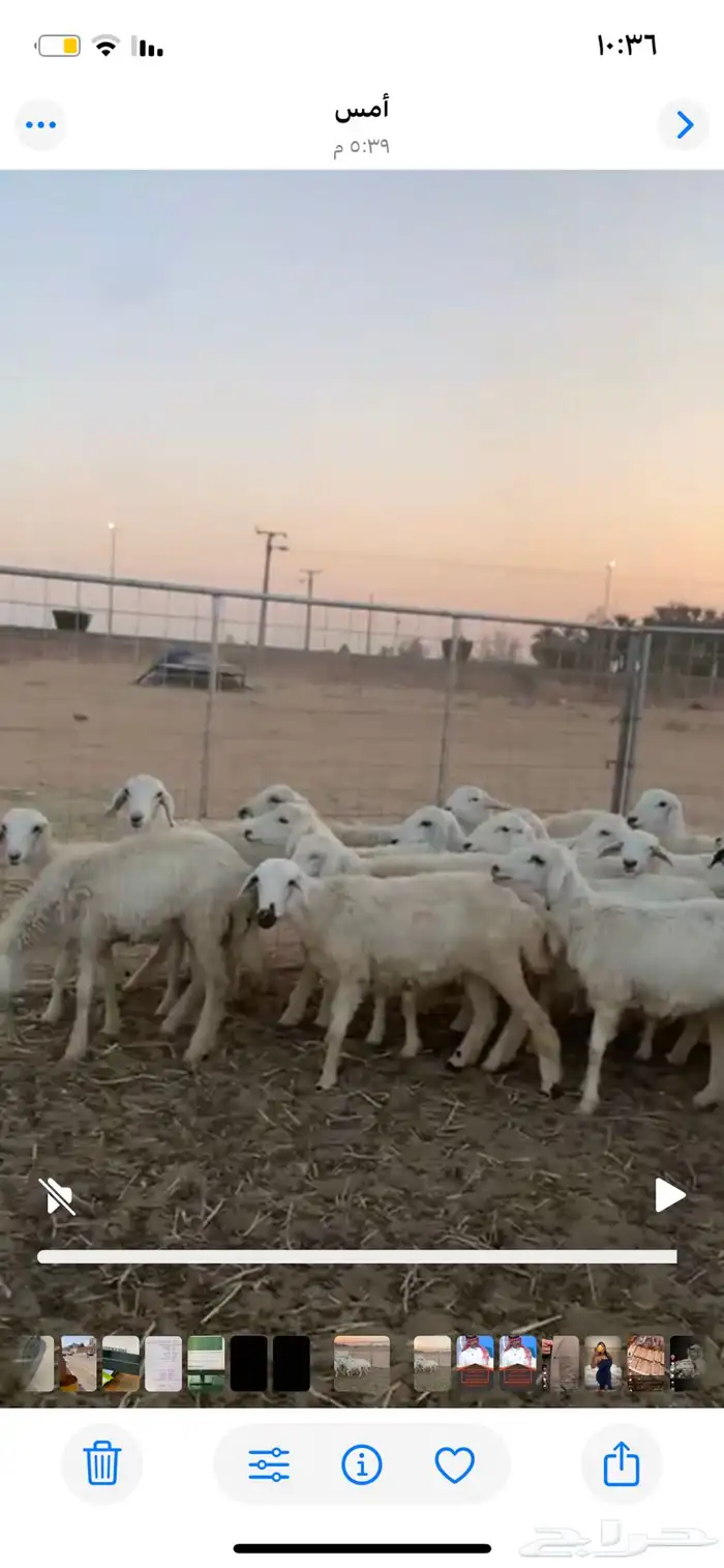 للبيع رخل حري عدد 20 1