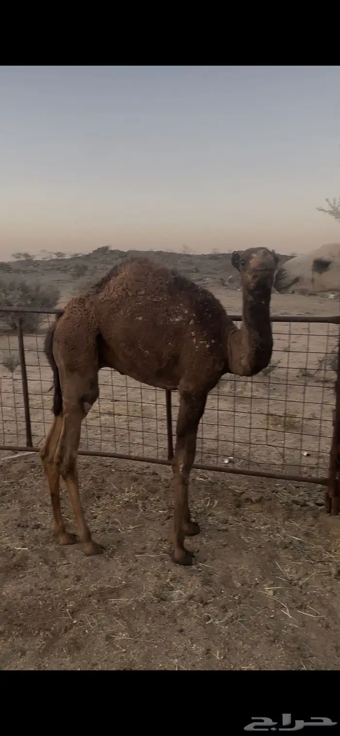 قعدان تربيه 3