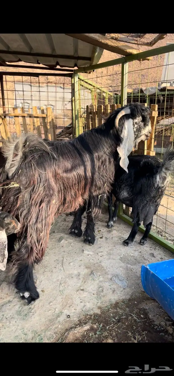 تيس فحل عارضي صنف 3