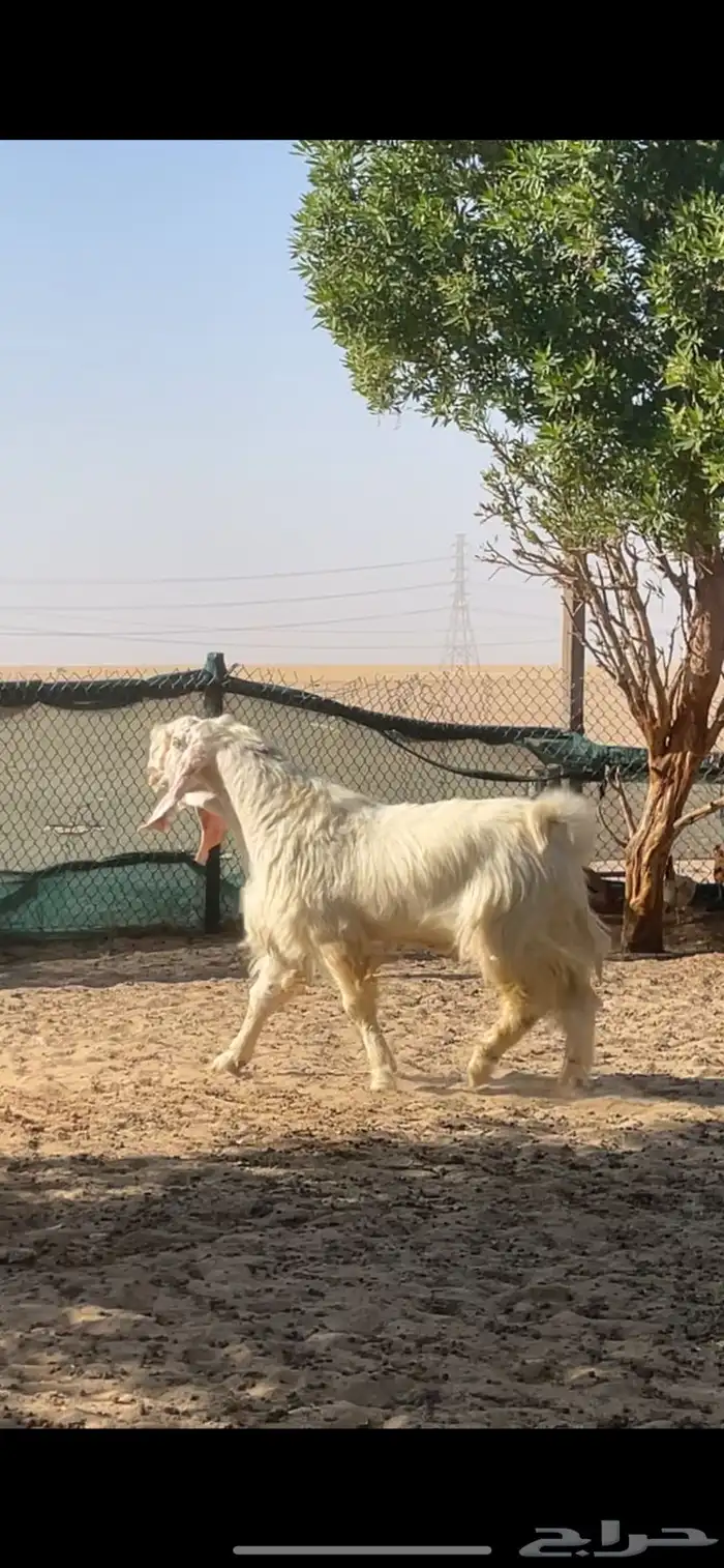 تيس مصري اجم شرط القريع 8