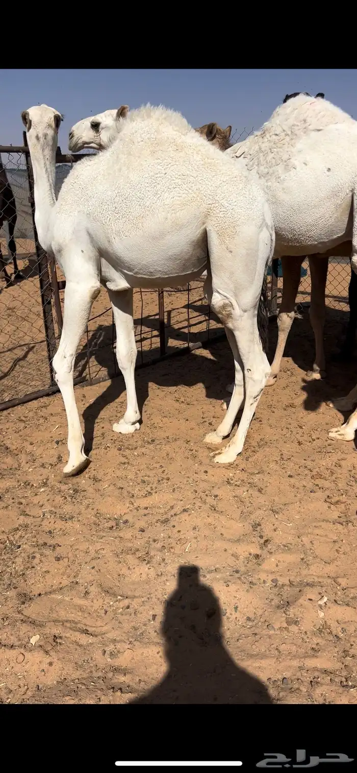 للبيع قعدان قصب 1