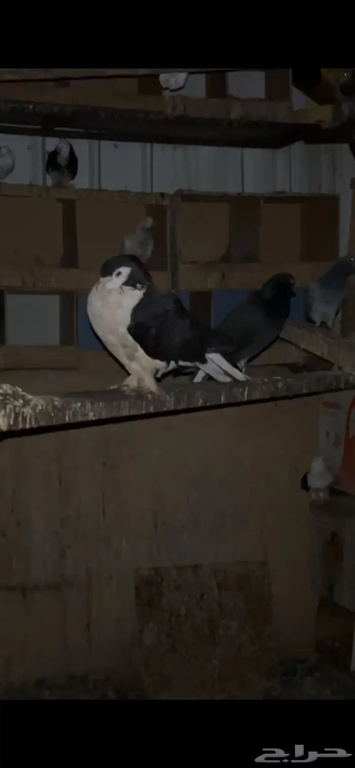 بيع حمام جمله 2