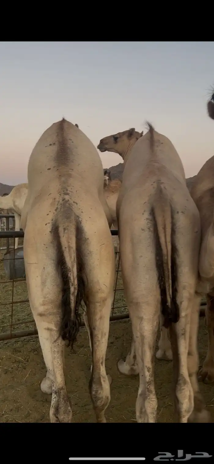 قعدان للبيع 6