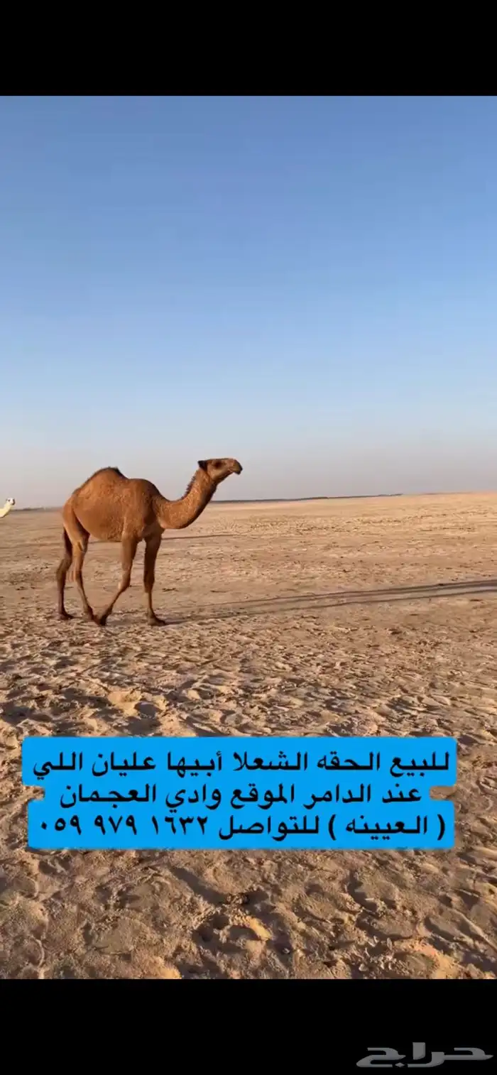 للبيع شعلا حقه طيبه 6