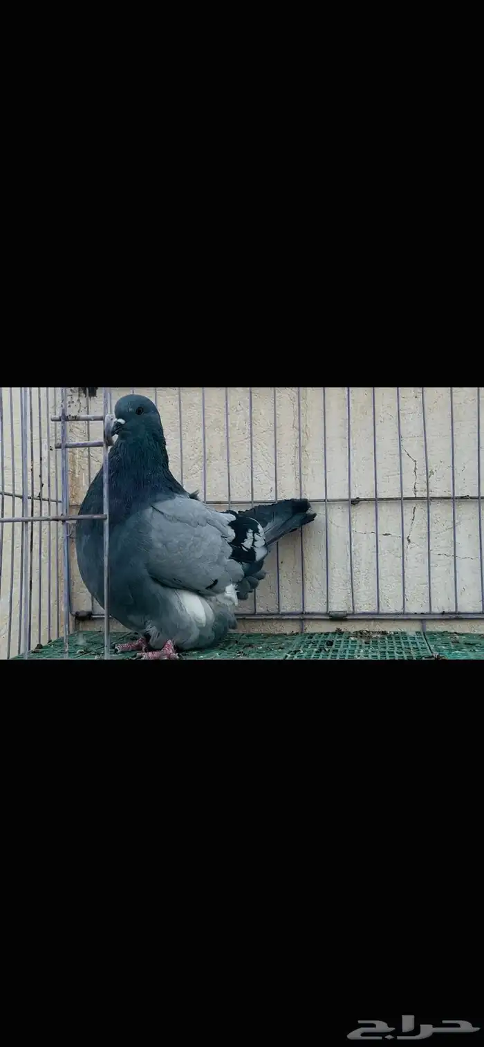 ذكر فرش بلوبار 2