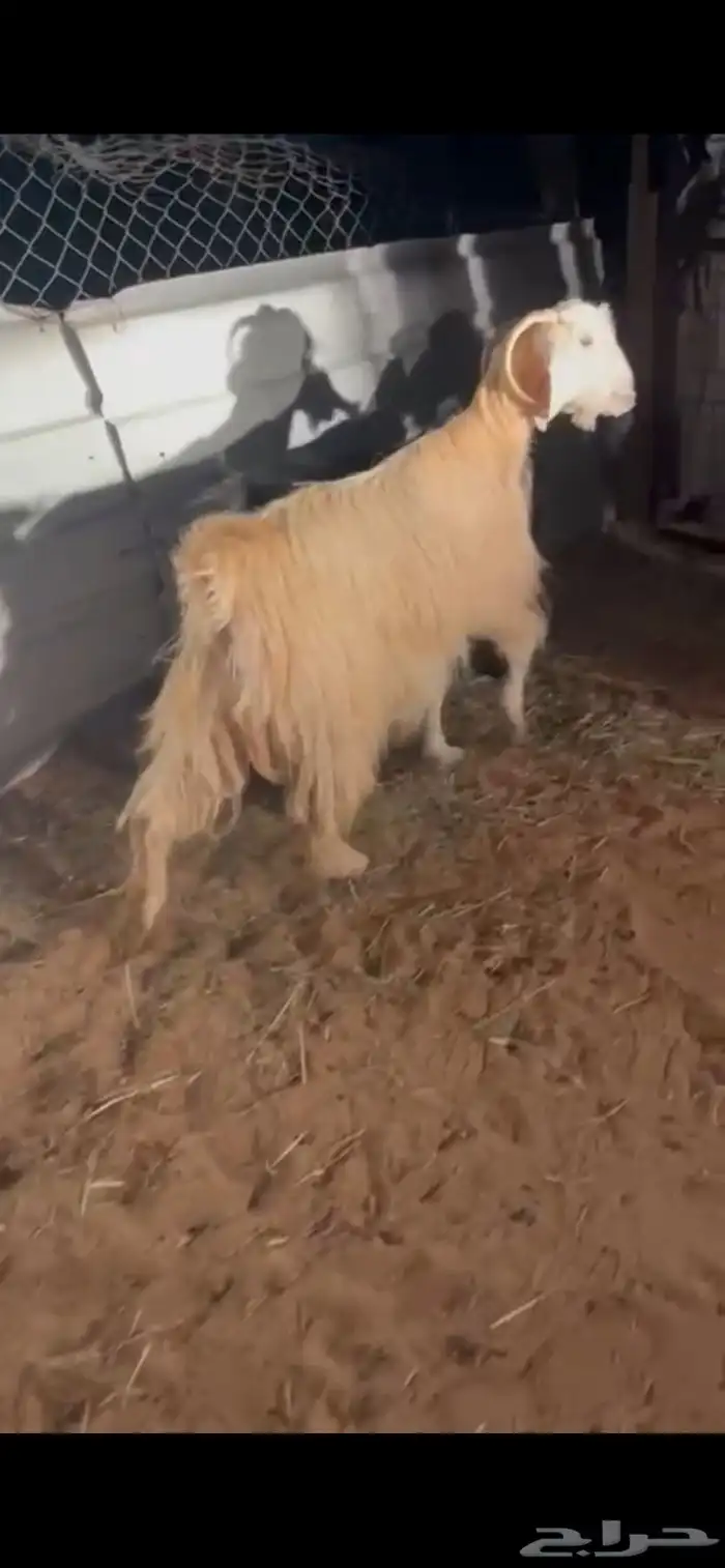 للبيع معزا كفوو 1