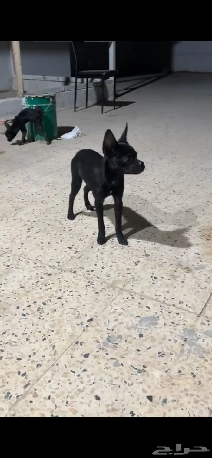 كلب فرنش مهجن للتبني برسوم 2