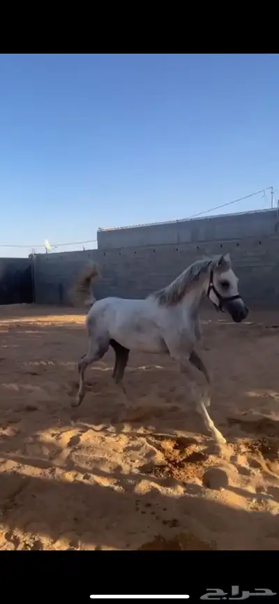 مهره للبيع index