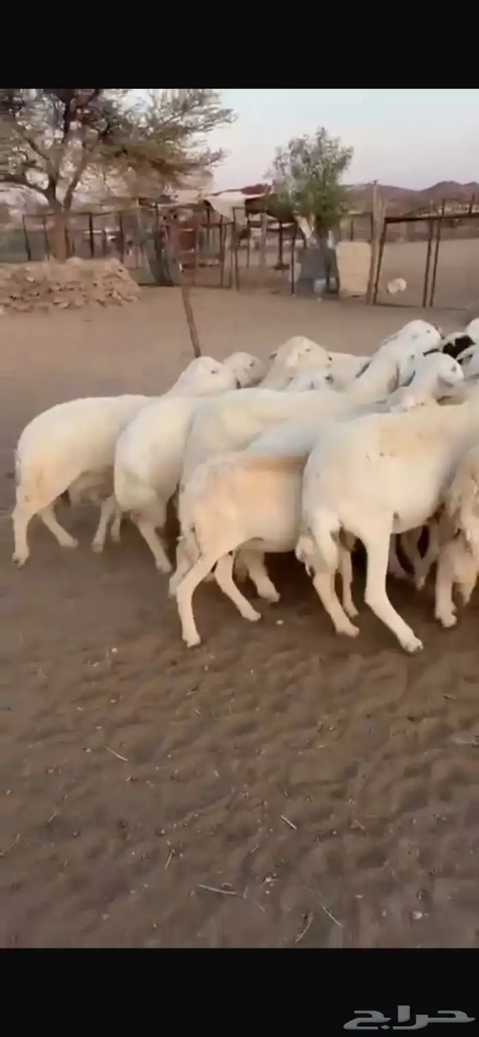 ضان حريات امواج واحد الي يبي يأسس لا تفوته 1