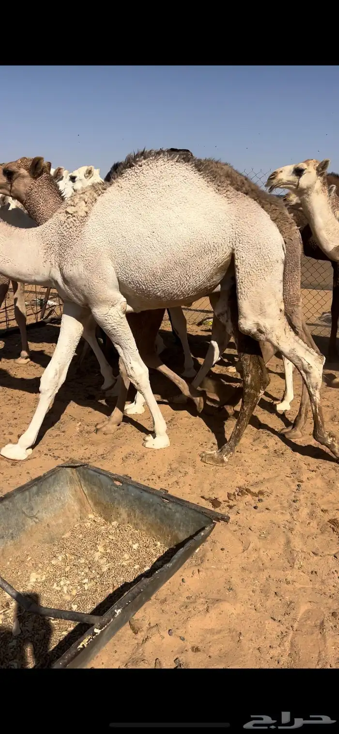 للبيع قعدان قصب 2