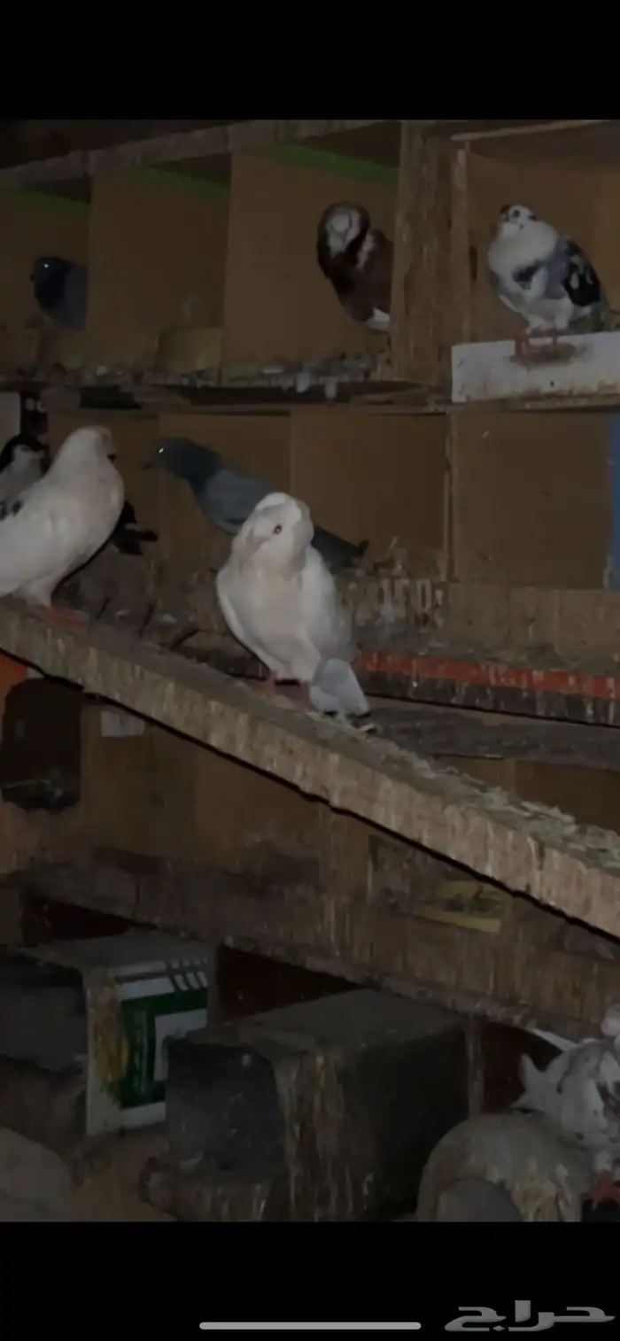 بيع حمام جمله 1