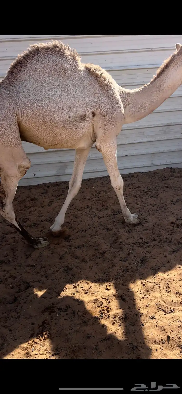 للبيع قعدان قصب 4