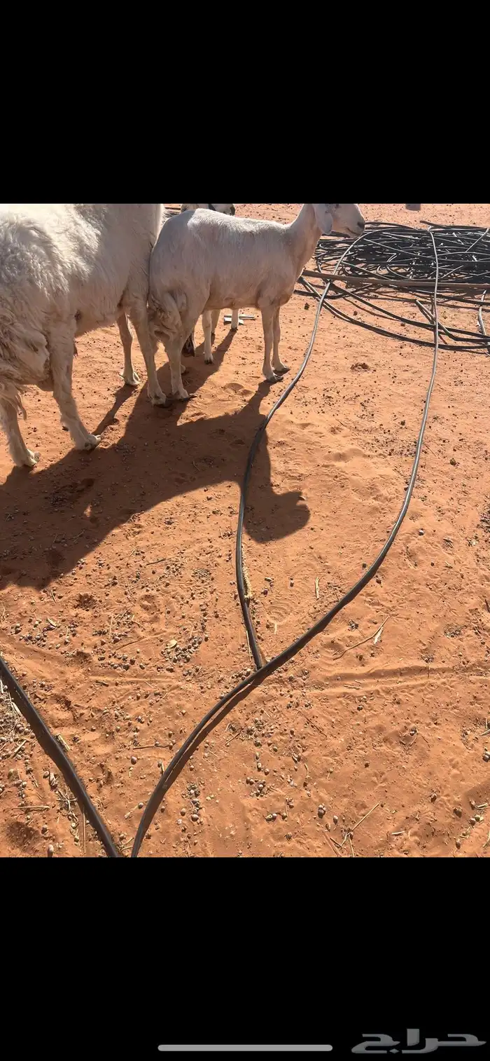 حريات عدد 3 دفيع فحلها معها وحده متبع تحتها رخل 4