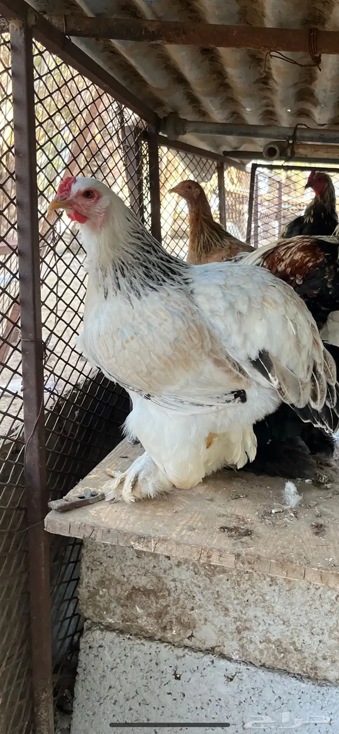 دجاج براهما للبيع 3
