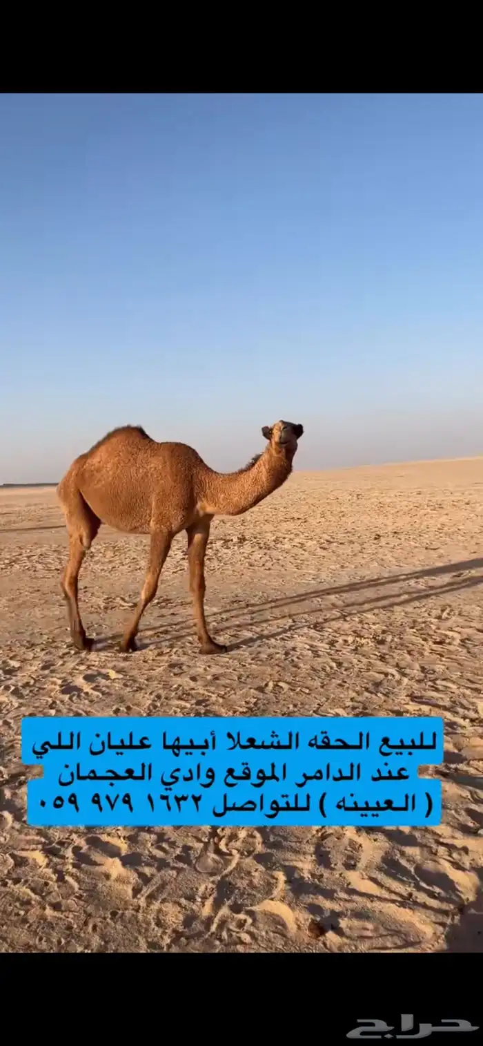 للبيع شعلا حقه طيبه 3