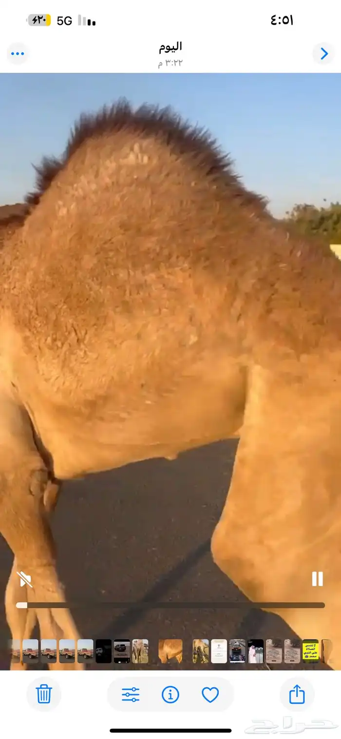 قعدان للبيع 0