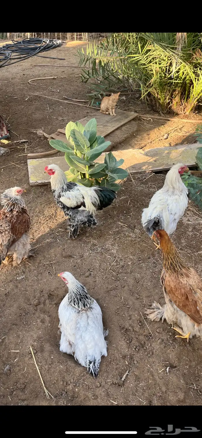 دجاج براهما للبيع 8