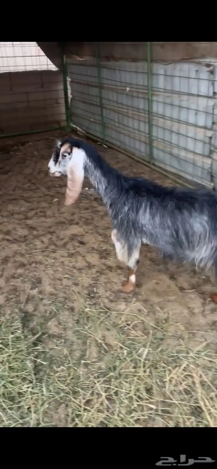 جفره ثنيه دافع 0