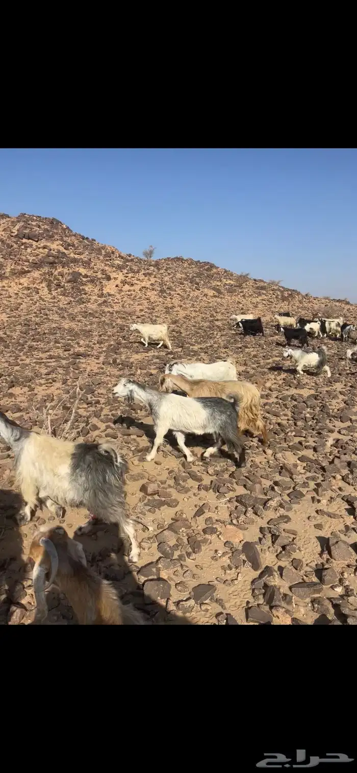 معزا للبيع 0