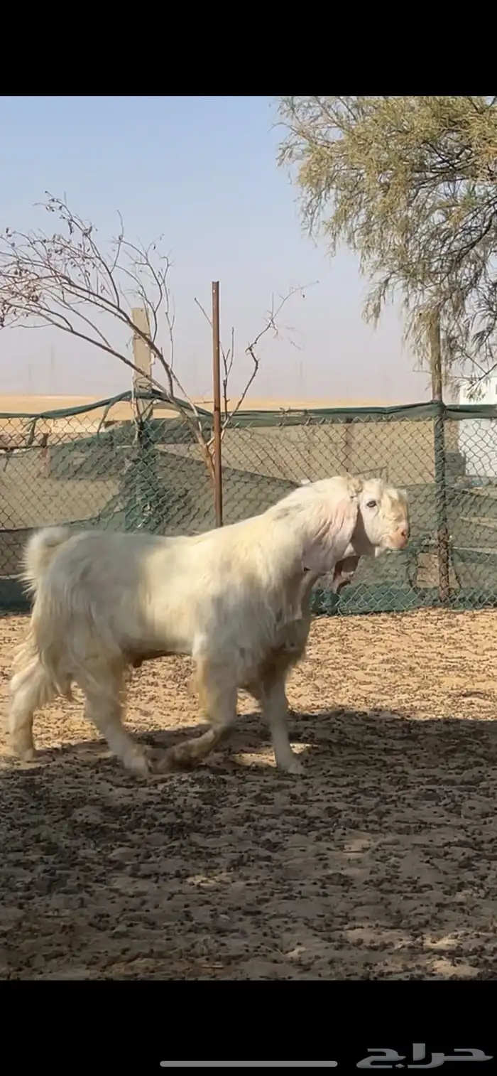 تيس مصري اجم شرط القريع 3