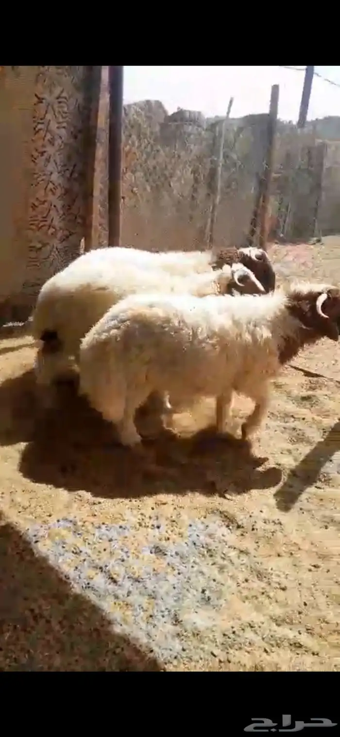 طليان نعيم 0