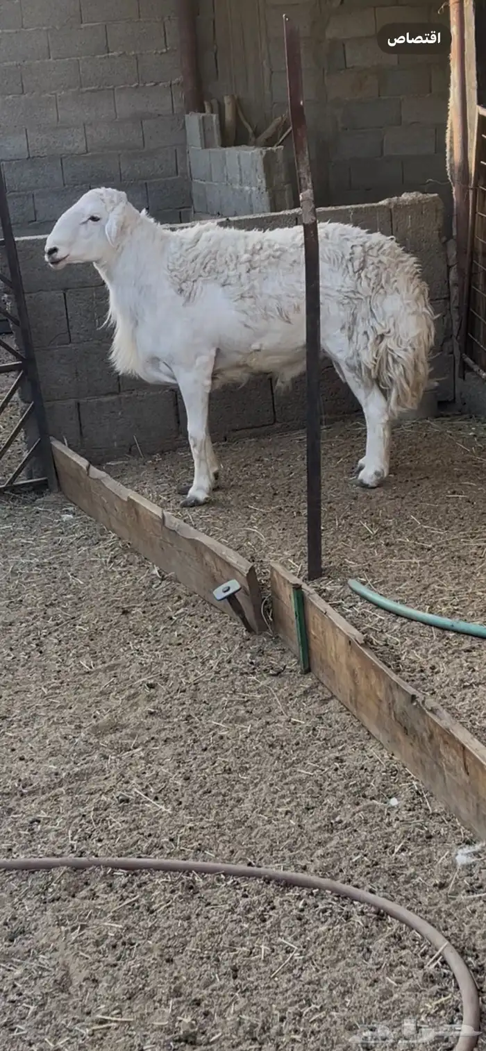 فحل حري مشروط طيب جدا جرم وشكل وشعره مشروط من كلش 0